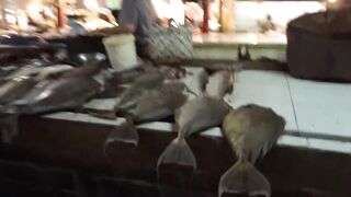 Port Louis Central Market - рыбные ряды и цены с утра