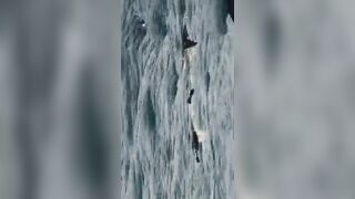 Flic en Flac — дельфины у кромки: влияет ли это на рыбалку у берега?