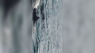 Flic en Flac — дельфины у кромки: влияет ли это на рыбалку у берега?