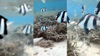 Le Morne snorkeling, а после - морская рыбалка на поппер