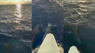 Дельфины у лодки — можно ли совместить морская рыбалка и морское сафари?