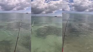 Мон Шуази, Маврикий - зимний Shore Casting: где держится хищник в августе?