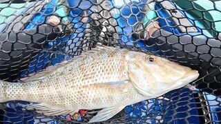 Мон Шуази — дропшот в лагуне: рабочая проводка с берега