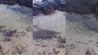 Belle Mare, Маврикий — рыба у берега, как не спугнуть стаю?