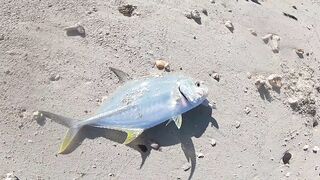 Belle Mare, Маврикий - рассветная рыбалка в тишине, шёпот прибоя