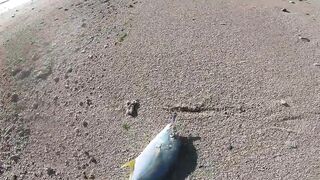 Belle Mare, Маврикий - рассветная рыбалка в тишине, шёпот прибоя