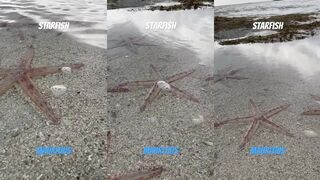 Иль о Серф, Маврикий — морская рыбалка на мелях и звезда-морская на ладони