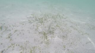 Île aux Cerfs - съёмка рыб, лагуна и травяные пятна, часть 2