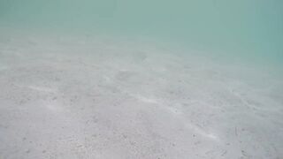 Île aux Cerfs - съёмка рыб, лагуна и травяные пятна, часть 2