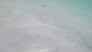 Île aux Cerfs - съёмка рыб, лагуна и травяные пятна, часть 2