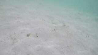 Île aux Cerfs - съёмка рыб, лагуна и травяные пятна, часть 2