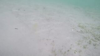 Île aux Cerfs - съёмка рыб, лагуна и травяные пятна, часть 2