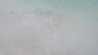 Île aux Cerfs - съёмка рыб, лагуна и травяные пятна, часть 2