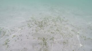 Île aux Cerfs - съёмка рыб, лагуна и травяные пятна, часть 2