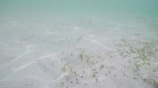 Île aux Cerfs - съёмка рыб, лагуна и травяные пятна, часть 2