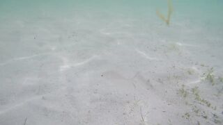 Île aux Cerfs - съёмка рыб, лагуна и травяные пятна, часть 2