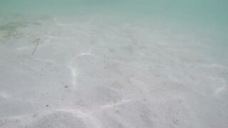 Île aux Cerfs - съёмка рыб, лагуна и травяные пятна, часть 2