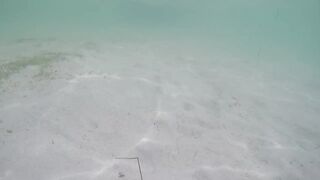 Île aux Cerfs - съёмка рыб, лагуна и травяные пятна, часть 2