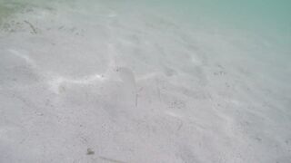 Île aux Cerfs - съёмка рыб, лагуна и травяные пятна, часть 2