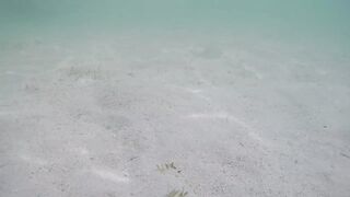 Île aux Cerfs - съёмка рыб, лагуна и травяные пятна, часть 2