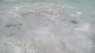 Île aux Cerfs - рыбы в лагуне: хроника 2015, вода и свет