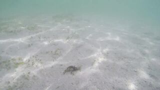 Île aux Cerfs - рыбы в лагуне: хроника 2015, вода и свет