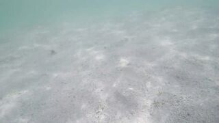 Île aux Cerfs - рыбы в лагуне: хроника 2015, вода и свет