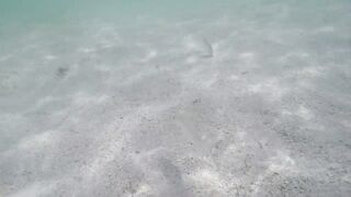 Île aux Cerfs - рыбы в лагуне: хроника 2015, вода и свет