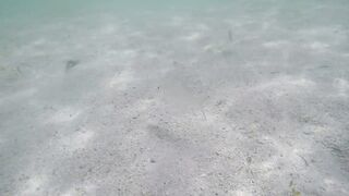 Île aux Cerfs - рыбы в лагуне: хроника 2015, вода и свет