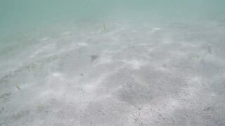 Île aux Cerfs - рыбы в лагуне: хроника 2015, вода и свет