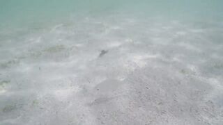 Île aux Cerfs - рыбы в лагуне: хроника 2015, вода и свет