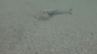 Île aux Cerfs, Маврикий - краб и мальки: подводная сценка у берега