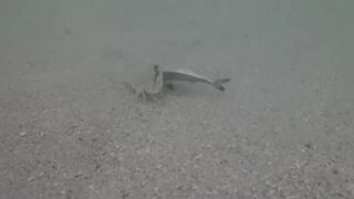 Île aux Cerfs, Маврикий - краб и мальки: подводная сценка у берега