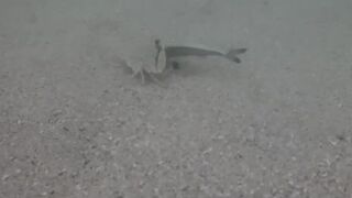 Île aux Cerfs, Маврикий - краб и мальки: подводная сценка у берега