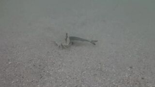 Île aux Cerfs, Маврикий - краб и мальки: подводная сценка у берега