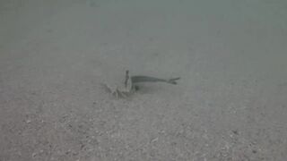 Île aux Cerfs, Маврикий - краб и мальки: подводная сценка у берега