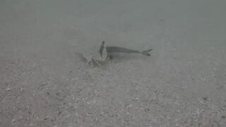 Île aux Cerfs, Маврикий - краб и мальки: подводная сценка у берега