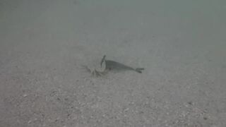 Île aux Cerfs, Маврикий - краб и мальки: подводная сценка у берега