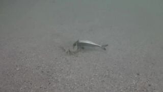 Île aux Cerfs, Маврикий - краб и мальки: подводная сценка у берега