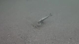 Île aux Cerfs, Маврикий - краб и мальки: подводная сценка у берега