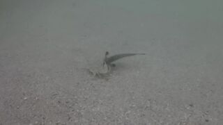 Île aux Cerfs, Маврикий - краб и мальки: подводная сценка у берега