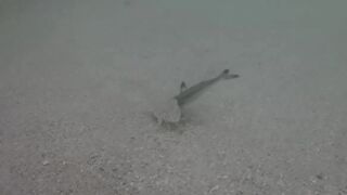 Île aux Cerfs, Маврикий - краб и мальки: подводная сценка у берега