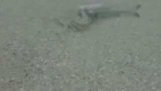 Île aux Cerfs, Маврикий - краб и мальки: подводная сценка у берега