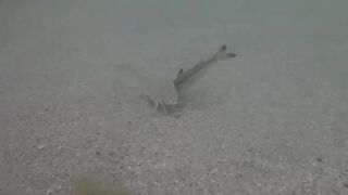 Île aux Cerfs, Маврикий - краб и мальки: подводная сценка у берега