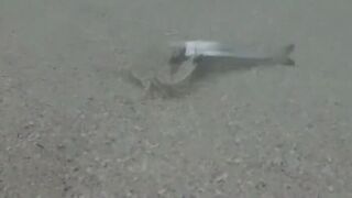 Île aux Cerfs, Маврикий - краб и мальки: подводная сценка у берега