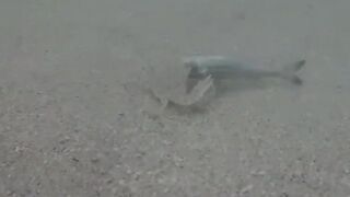 Île aux Cerfs, Маврикий - краб и мальки: подводная сценка у берега