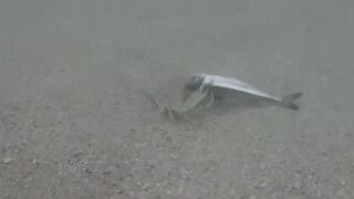 Île aux Cerfs, Маврикий - краб и мальки: подводная сценка у берега