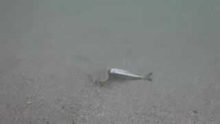 Île aux Cerfs, Маврикий - краб и мальки: подводная сценка у берега