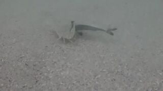 Île aux Cerfs, Маврикий - краб и мальки: подводная сценка у берега