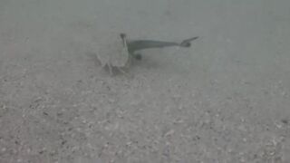 Île aux Cerfs, Маврикий - краб и мальки: подводная сценка у берега